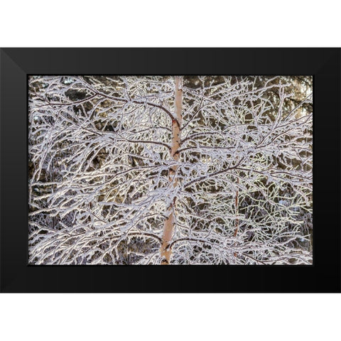 Alaska Frost-covered tree limbs Black Modern Wood Framed Art Print by Jaynes Gallery