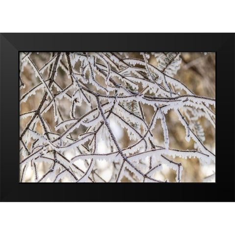 Alaska Close-up of frosted branches in winter Black Modern Wood Framed Art Print by Jaynes Gallery