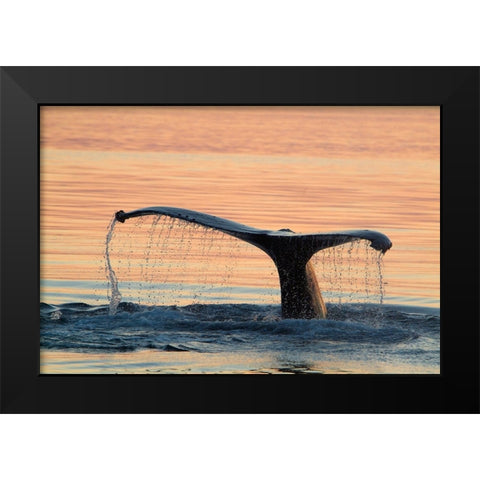 A humpback whale shows its flukes and a waterfall as it sounds Black Modern Wood Framed Art Print by Sederquist, Betty