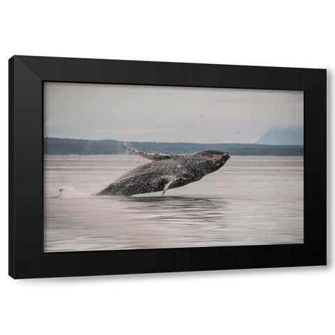 Usa-Alaska Humpback whales jumping and breaching Black Modern Wood Framed Art Print by Sederquist, Betty