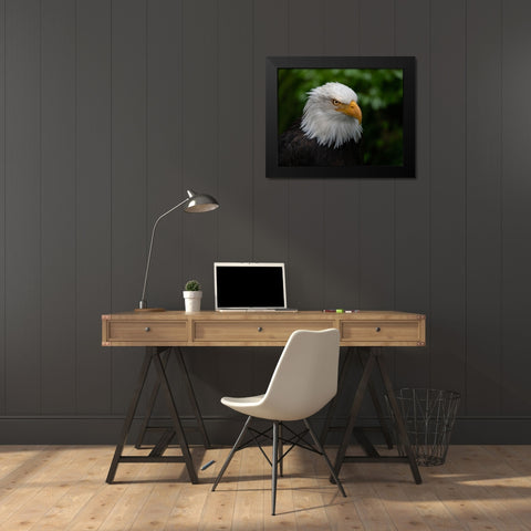Usa-Alaska Alaska Raptor Center-this bald eagle poses for the camera Black Modern Wood Framed Art Print by Sederquist, Betty