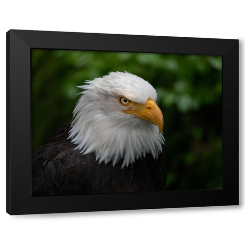 Usa-Alaska Alaska Raptor Center-this bald eagle poses for the camera Black Modern Wood Framed Art Print by Sederquist, Betty