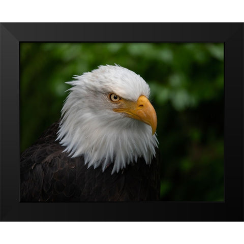 Usa-Alaska Alaska Raptor Center-this bald eagle poses for the camera Black Modern Wood Framed Art Print by Sederquist, Betty