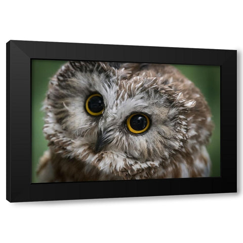 Usa-Alaska This tiny saw-whet owl is a permanent resident of the Alaska Raptor Center Black Modern Wood Framed Art Print with Double Matting by Sederquist, Betty