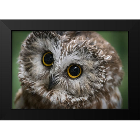 Usa-Alaska This tiny saw-whet owl is a permanent resident of the Alaska Raptor Center Black Modern Wood Framed Art Print by Sederquist, Betty