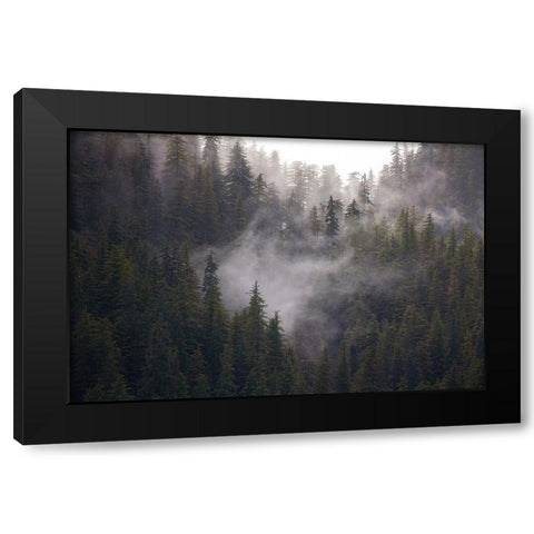 Usa-Alaska Wisps of fog dance among trees in this Alaska rainforest scene on Admiralty Island Black Modern Wood Framed Art Print by Sederquist, Betty