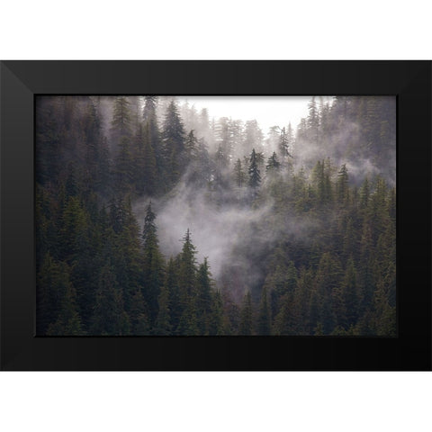 Usa-Alaska Wisps of fog dance among trees in this Alaska rainforest scene on Admiralty Island Black Modern Wood Framed Art Print by Sederquist, Betty
