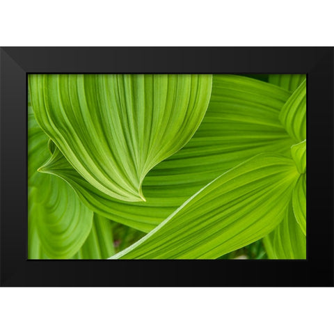 Usa-Alaska False hellebore-also known as corn lily Black Modern Wood Framed Art Print by Sederquist, Betty