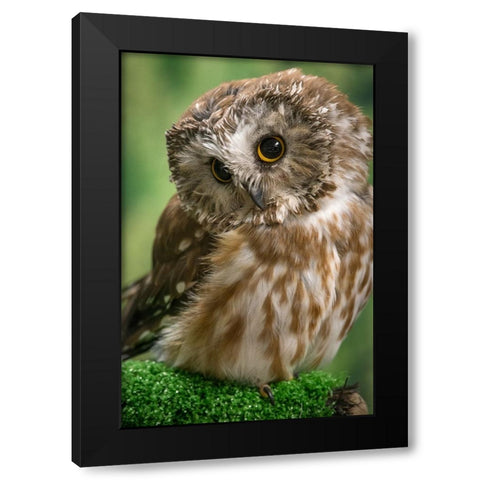 Usa-Alaska This tiny saw-whet owl is a permanent resident of the Alaska Raptor Center in Sitka Black Modern Wood Framed Art Print by Sederquist, Betty