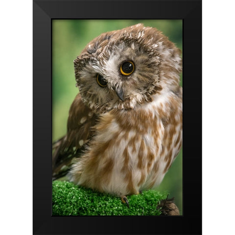 Usa-Alaska This tiny saw-whet owl is a permanent resident of the Alaska Raptor Center in Sitka Black Modern Wood Framed Art Print by Sederquist, Betty
