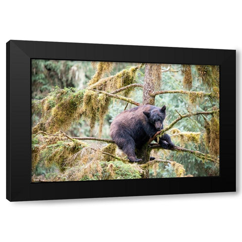 Black bear cub finds safety in a tree at Anan Creek. Black Modern Wood Framed Art Print with Double Matting by Sederquist, Betty