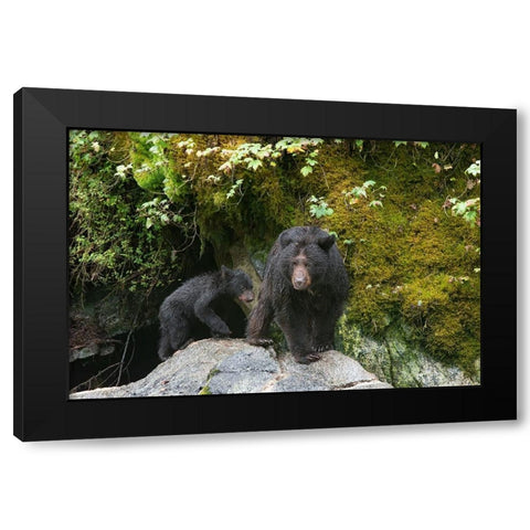Black bear cub following its mama at Anan Creek. Black Modern Wood Framed Art Print by Sederquist, Betty