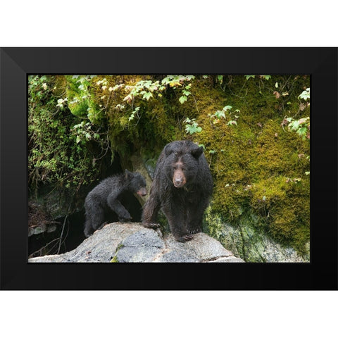 Black bear cub following its mama at Anan Creek. Black Modern Wood Framed Art Print by Sederquist, Betty