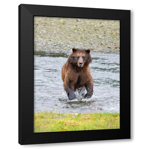 Brown bear chases after a salmon dinner at Pack Creek. Black Modern Wood Framed Art Print by Sederquist, Betty