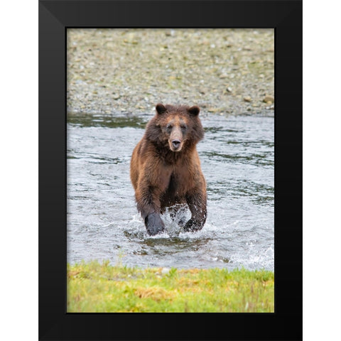 Brown bear chases after a salmon dinner at Pack Creek. Black Modern Wood Framed Art Print by Sederquist, Betty