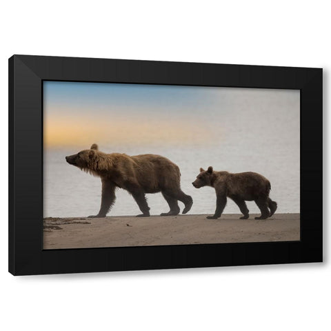 Brown bear cub and sow walk a Cook Inlet beach. Black Modern Wood Framed Art Print by Sederquist, Betty