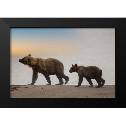 Brown bear cub and sow walk a Cook Inlet beach. Black Modern Wood Framed Art Print by Sederquist, Betty