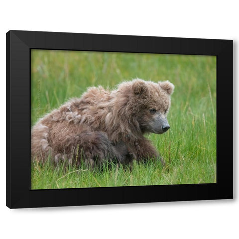 Brown bear cub eating sedge grasses. Black Modern Wood Framed Art Print by Sederquist, Betty