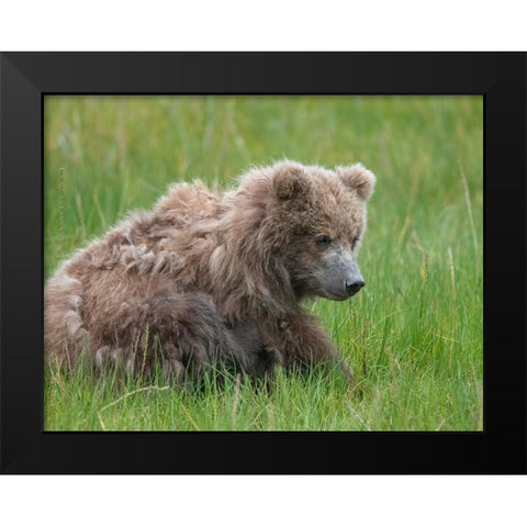 Brown bear cub eating sedge grasses. Black Modern Wood Framed Art Print by Sederquist, Betty