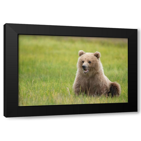 Brown bear cub eating sedge grasses. Black Modern Wood Framed Art Print with Double Matting by Sederquist, Betty