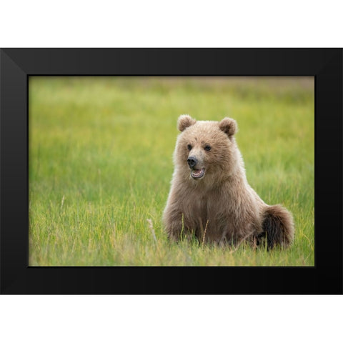 Brown bear cub eating sedge grasses. Black Modern Wood Framed Art Print by Sederquist, Betty