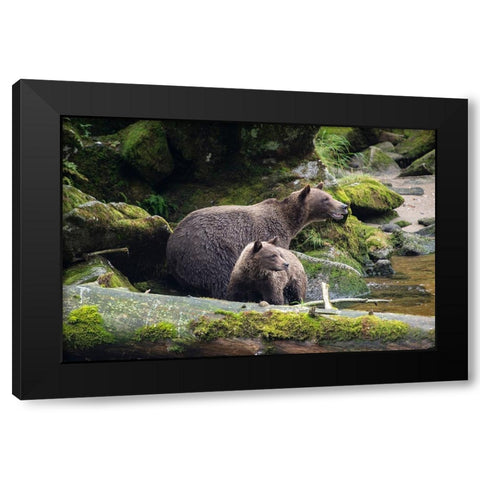 Brown bear cub staying close to mom at Anan Creek. Black Modern Wood Framed Art Print by Sederquist, Betty