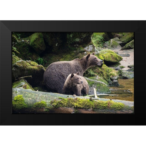 Brown bear cub staying close to mom at Anan Creek. Black Modern Wood Framed Art Print by Sederquist, Betty