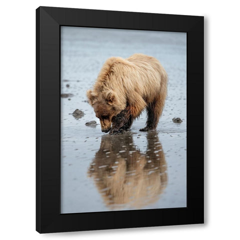 Brown bear digs for clams in the mud of Cook Inlet. Black Modern Wood Framed Art Print by Sederquist, Betty