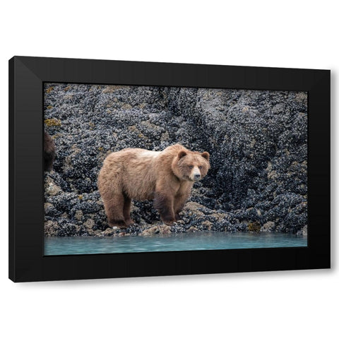 a brown bear looking for food at low tide- Muir Inlet- Glacier Bay. Black Modern Wood Framed Art Print by Sederquist, Betty