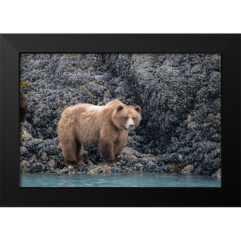 a brown bear looking for food at low tide- Muir Inlet- Glacier Bay. Black Modern Wood Framed Art Print by Sederquist, Betty