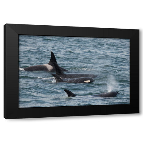 An orca family swimming along Icy Strait- Alaska. Black Modern Wood Framed Art Print by Sederquist, Betty