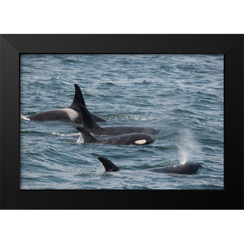 An orca family swimming along Icy Strait- Alaska. Black Modern Wood Framed Art Print by Sederquist, Betty