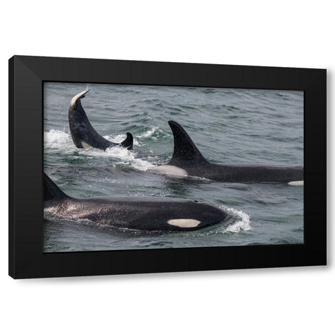 An orca family swimming along Icy Strait- Alaska. Black Modern Wood Framed Art Print by Sederquist, Betty