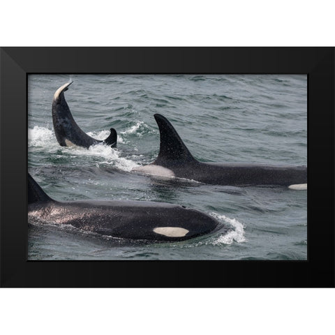 An orca family swimming along Icy Strait- Alaska. Black Modern Wood Framed Art Print by Sederquist, Betty