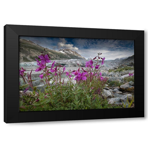 Beach beauty flowers thriving near the terminus of Reid Glacier- Glacier Bay. Black Modern Wood Framed Art Print by Sederquist, Betty