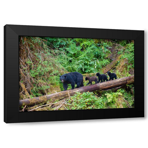 Black bear triplets follow mom at Anan Creek. Black Modern Wood Framed Art Print by Sederquist, Betty