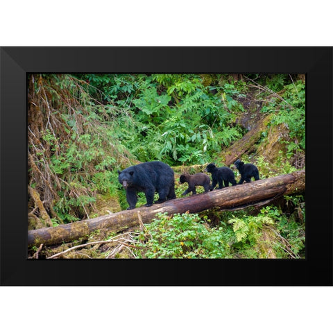 Black bear triplets follow mom at Anan Creek. Black Modern Wood Framed Art Print by Sederquist, Betty