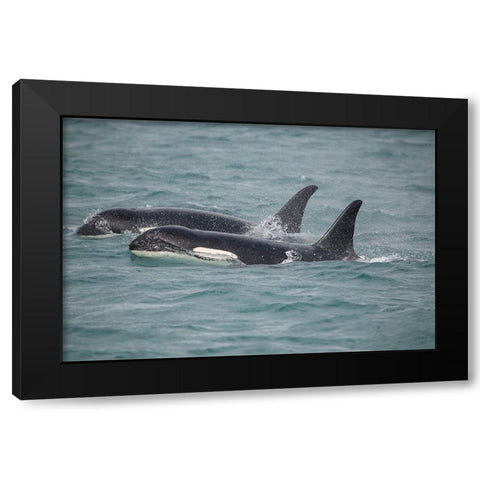 Fast swimming orcas make their way along Icy Strait. Black Modern Wood Framed Art Print with Double Matting by Sederquist, Betty