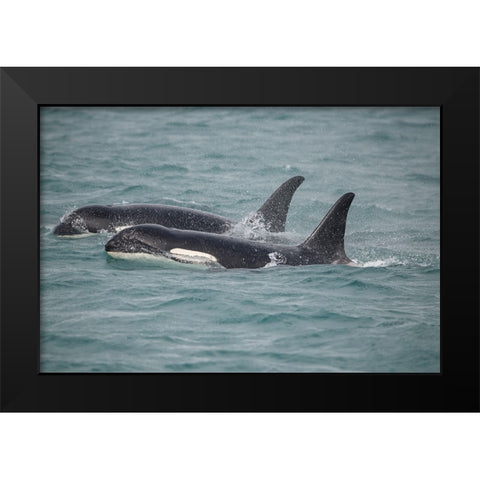 Fast swimming orcas make their way along Icy Strait. Black Modern Wood Framed Art Print by Sederquist, Betty