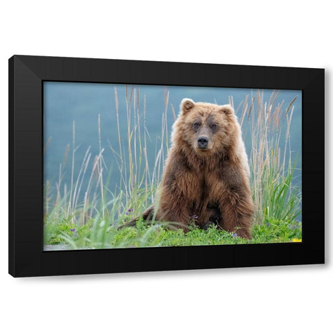 Bear cub poses on the beach of Cook Inlet. Black Modern Wood Framed Art Print by Sederquist, Betty
