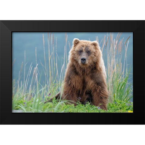 Bear cub poses on the beach of Cook Inlet. Black Modern Wood Framed Art Print by Sederquist, Betty