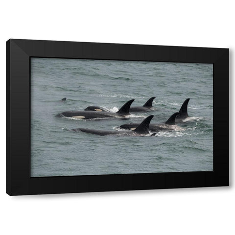 Big pod of orcas in Icy Strait a family unit. Black Modern Wood Framed Art Print by Sederquist, Betty