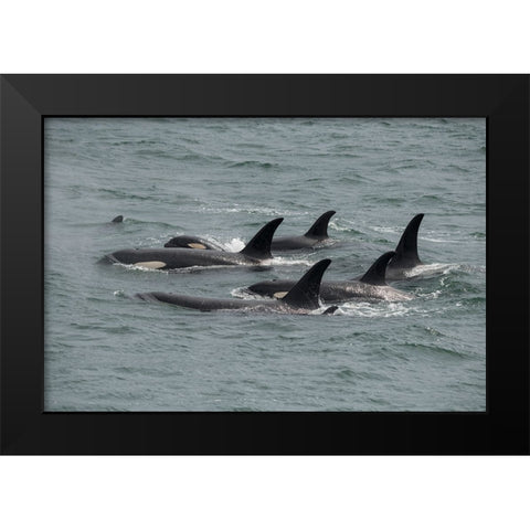 Big pod of orcas in Icy Strait a family unit. Black Modern Wood Framed Art Print by Sederquist, Betty