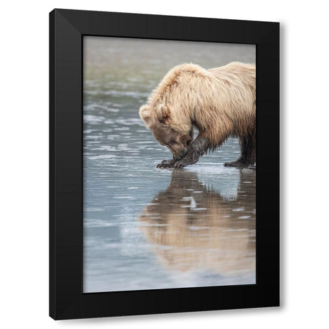 Clamming brown bear reflected at low tide along Cook Inlet. Black Modern Wood Framed Art Print by Sederquist, Betty