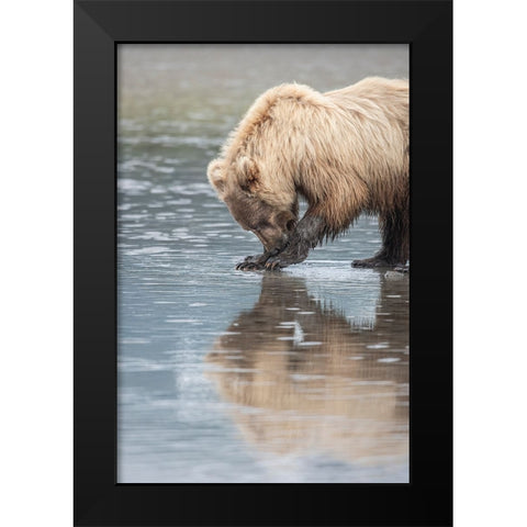 Clamming brown bear reflected at low tide along Cook Inlet. Black Modern Wood Framed Art Print by Sederquist, Betty