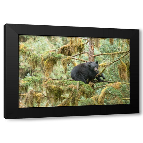 Cub resting in a tree to escape male bears- which could kill it. Black Modern Wood Framed Art Print by Sederquist, Betty