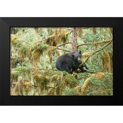 Cub resting in a tree to escape male bears- which could kill it. Black Modern Wood Framed Art Print by Sederquist, Betty