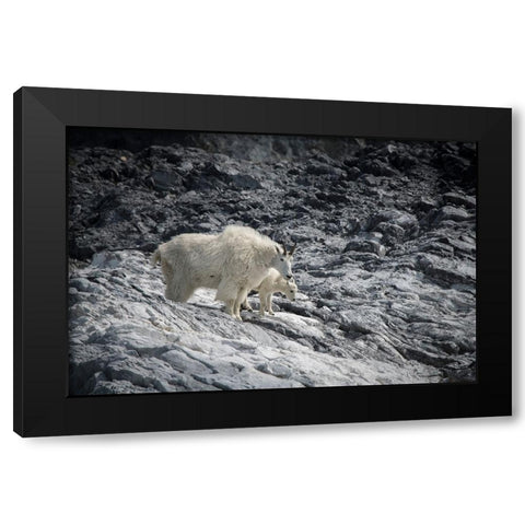 Mama mountain goat and her kid find their footing at Gloomy Knob- Glacier Bay. Black Modern Wood Framed Art Print with Double Matting by Sederquist, Betty