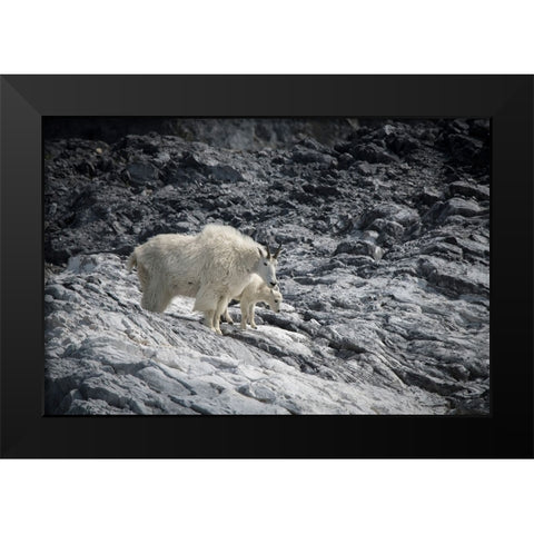 Mama mountain goat and her kid find their footing at Gloomy Knob- Glacier Bay. Black Modern Wood Framed Art Print by Sederquist, Betty