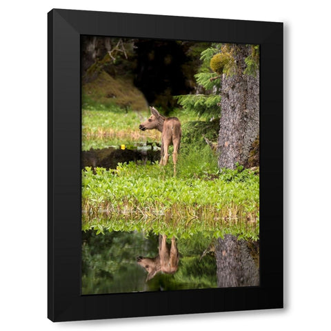 Tiny moose calf waits for its mother at a rainforest pond at Bartlett Cove- Glacier Bay. Black Modern Wood Framed Art Print with Double Matting by Sederquist, Betty